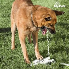 Vattenfontän med pedal för hund