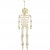 Skelett, H: 35 cm, 1 st.